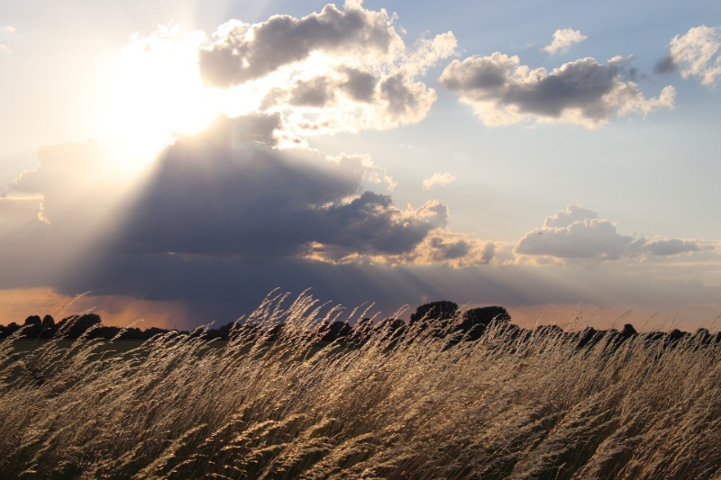 Profilbild von Gertrud Sch&uuml;chen